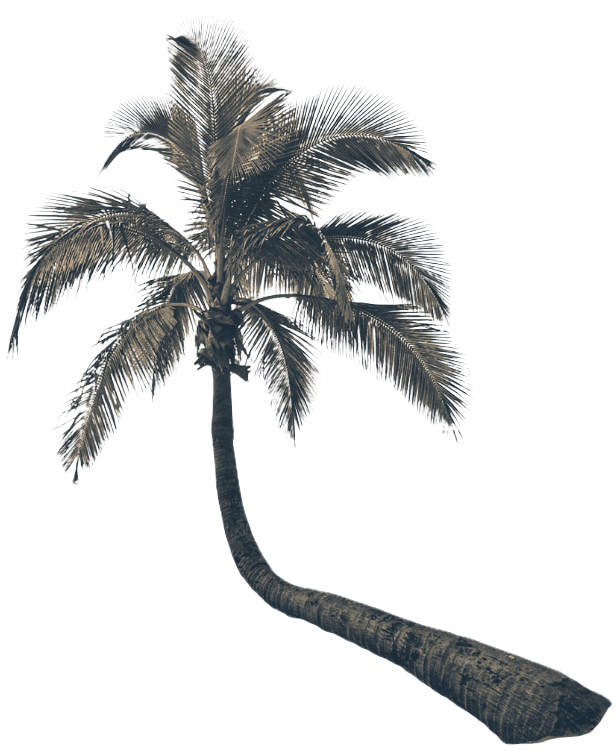 Palm Tree
