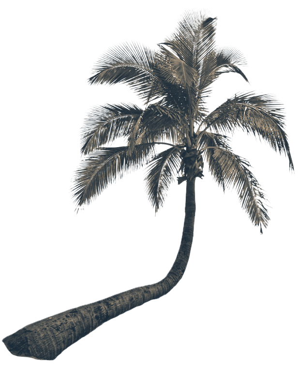 Palm tree image alt